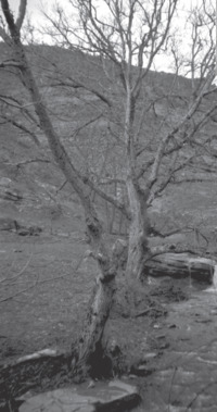 Φωτογραφία του περιγραφόμενου στοιχείου