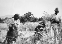 Φωτογραφία του περιγραφόμενου στοιχείου