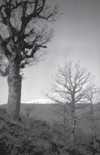 Φωτογραφία του περιγραφόμενου στοιχείου