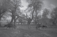 Φωτογραφία του περιγραφόμενου στοιχείου