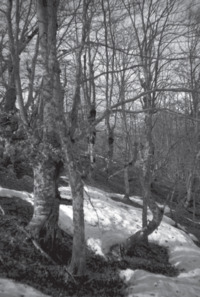 Φωτογραφία του περιγραφόμενου στοιχείου