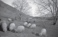 Φωτογραφία του περιγραφόμενου στοιχείου