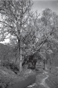 Φωτογραφία του περιγραφόμενου στοιχείου