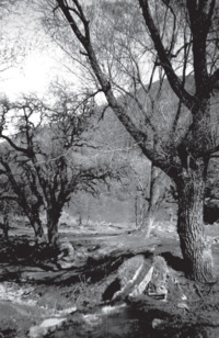 Φωτογραφία του περιγραφόμενου στοιχείου