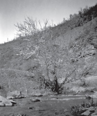 Φωτογραφία του περιγραφόμενου στοιχείου